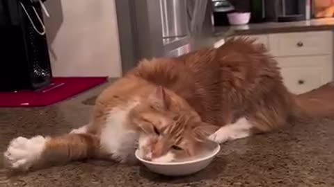 If you are watching this video, know that God has made you the guardian angel of a hungry cat💝