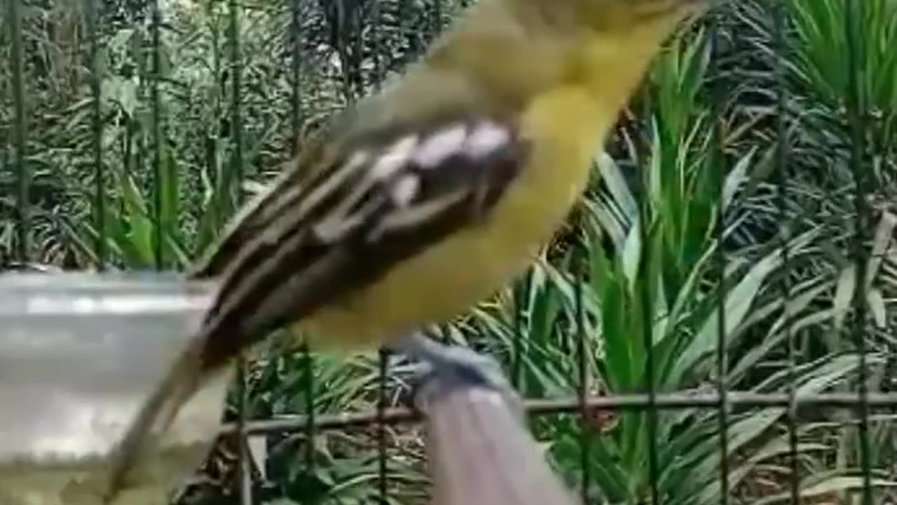The Sirpu Bird