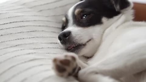 Your Daily Dose of Pets - He Had No Regrets