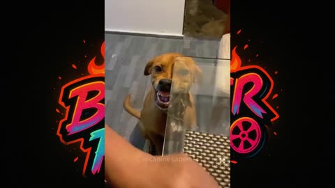 "You Won't Believe How These Dogs Eat Their Food!"