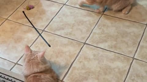Maine Coon Martial Arts Brothers After 7 Months of Dating
