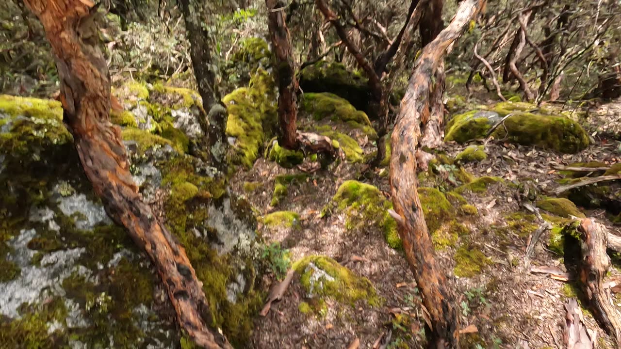 Running through the forests above Churup Lagoon