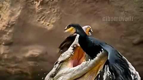 Wild Life