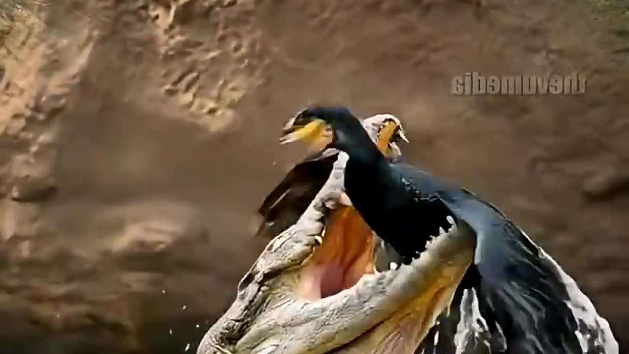 Wild Life