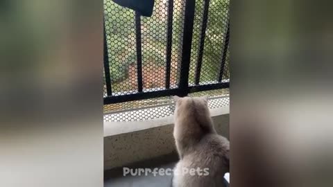 You Laugh You Lose 😅 Best Funny Cats and Dogs Videos 😹🐶
