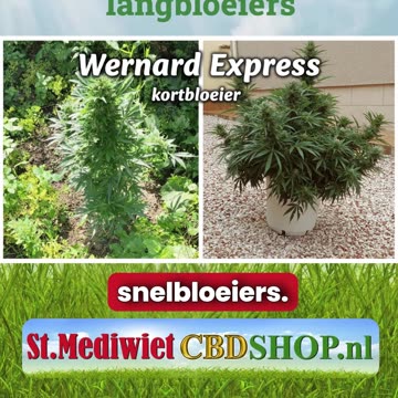 Autoflowers en langbloeiers