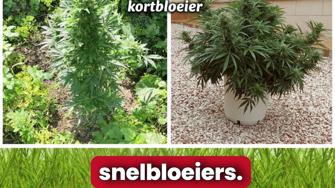 Autoflowers en langbloeiers