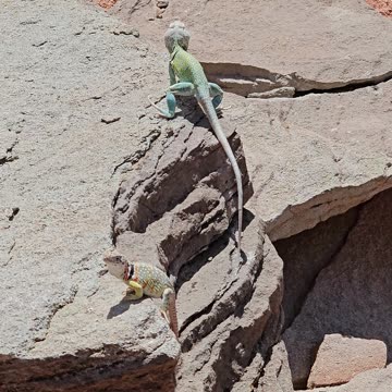 Male and female Eastern Collared Lizards