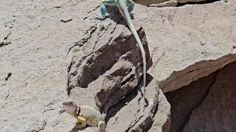 Male and female Eastern Collared Lizards