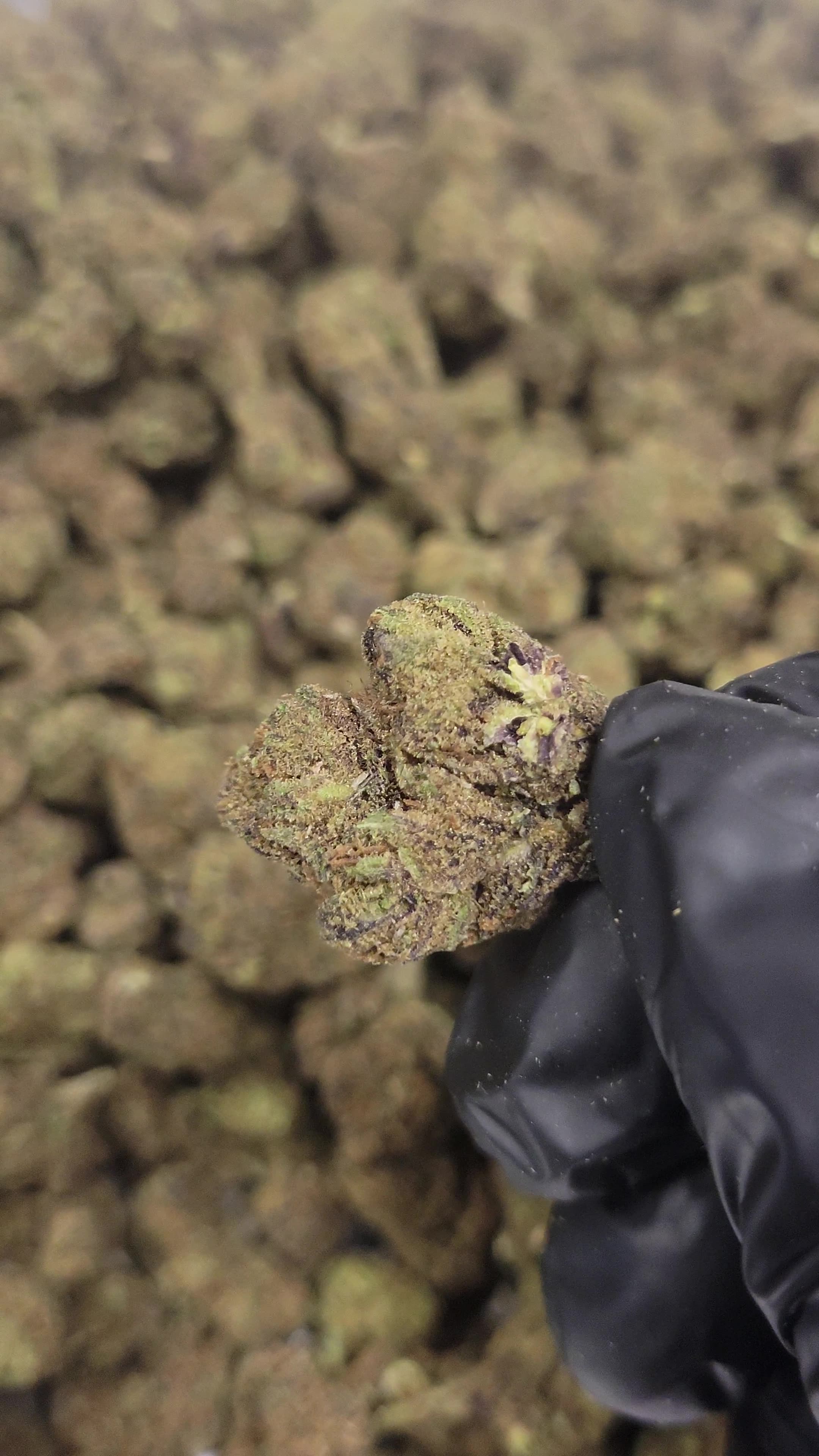 Purple Runtz THCA Flower