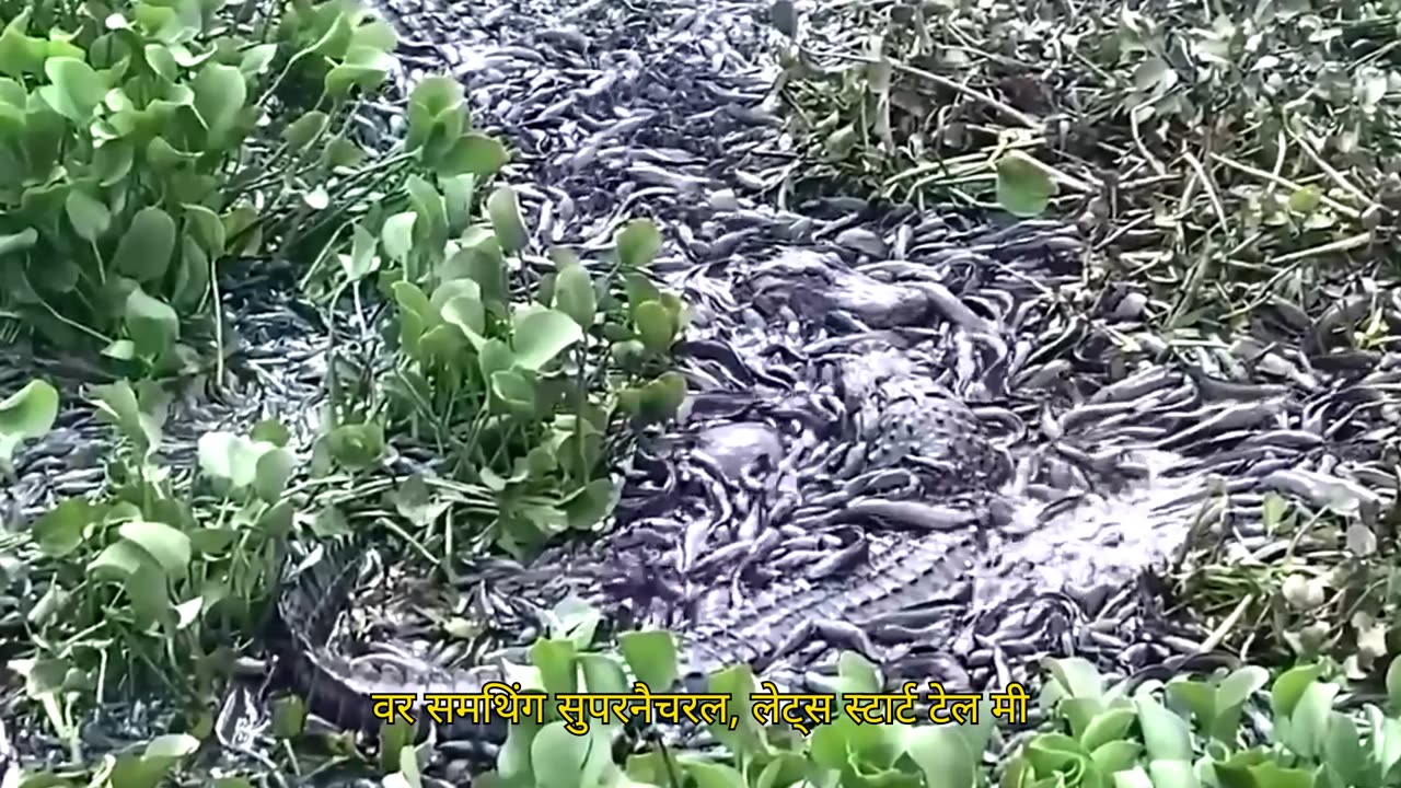 Some incredible moments caught on camera