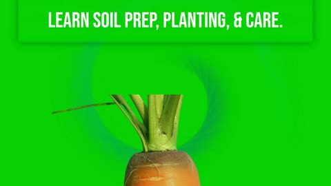 Master Carrot Farming: Proven Techniques for High Yields, Sustainability, and Market Success