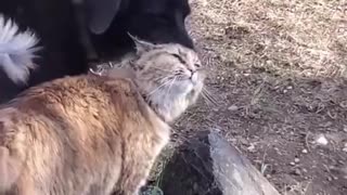 Funny animal videos Cute animals Funny cats