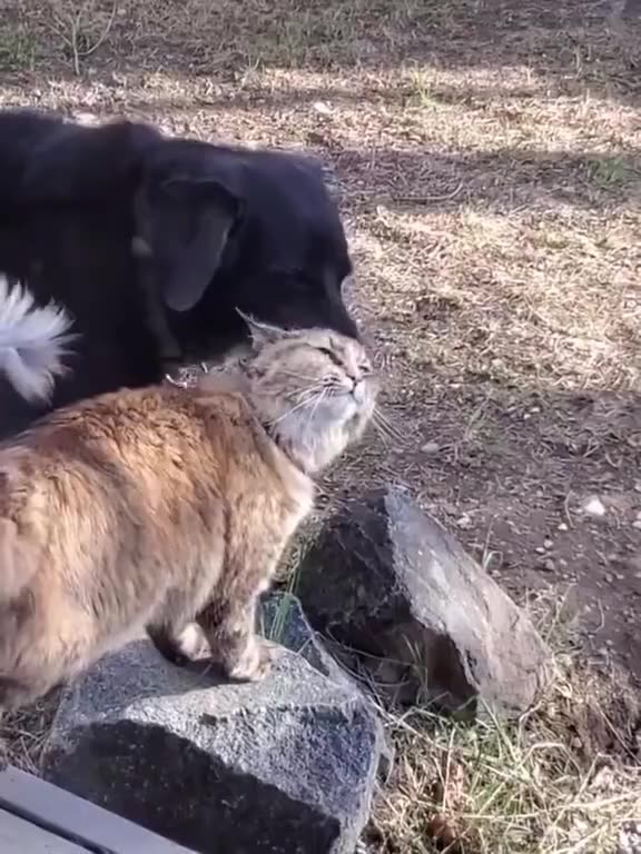 Funny animal videos Cute animals Funny cats