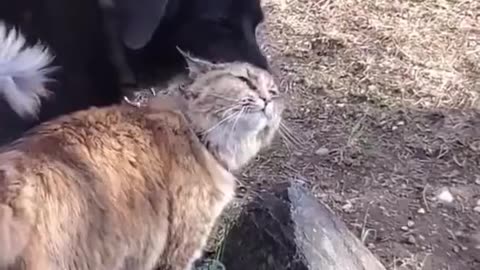 Funny animal videos Cute animals Funny cats