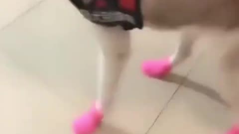Funny Animals