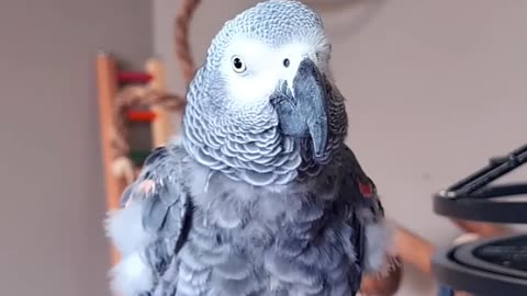 PARROT CALLING MOM