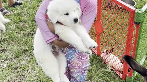 Everyone loves cute little puppies!