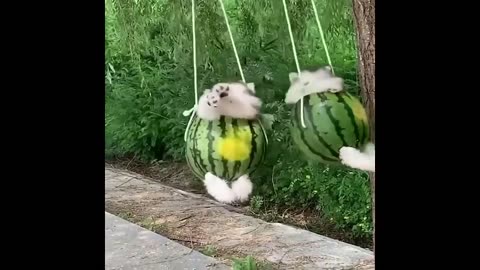 Baby Dogs 🔴 Cute and Funny Dog Videos Compilation