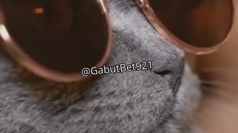 funny cat