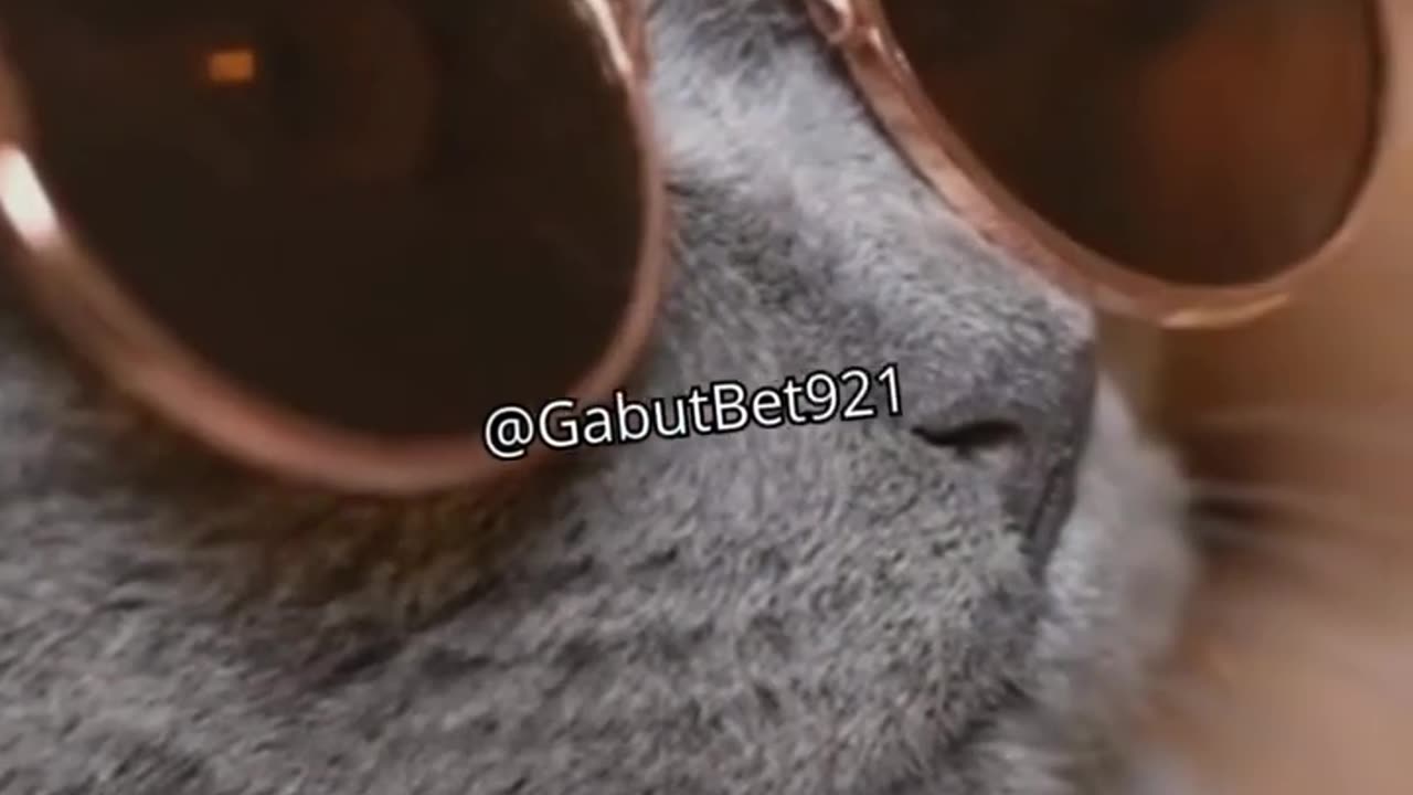 funny cat