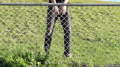 How Animals Get Over a Fence (With Emojis) 😂