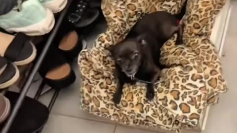 when dogs are not happy