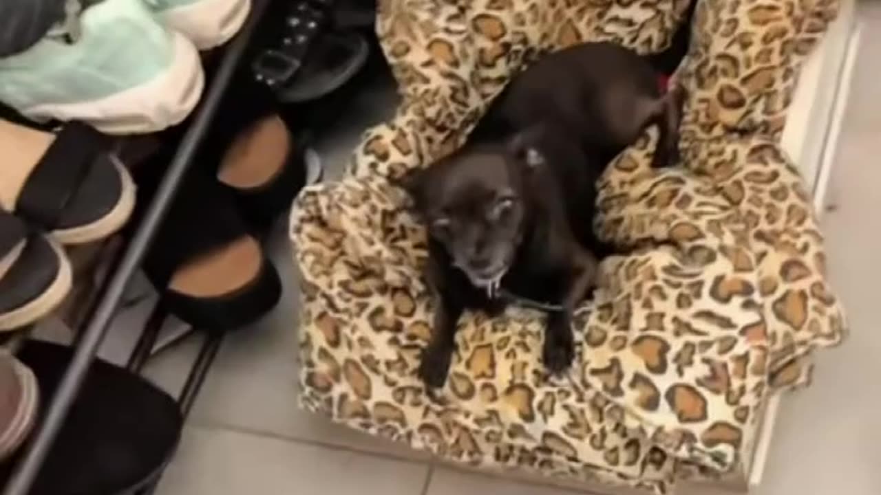 when dogs are not happy