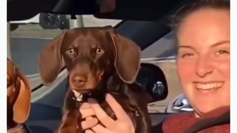 funny animal videos 😅