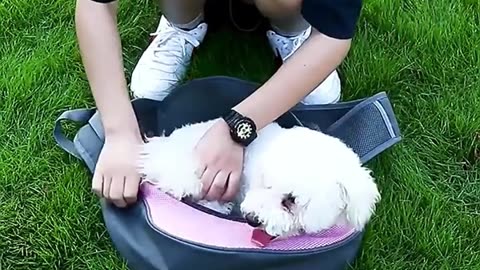 Portable Pet Carrying Bag 🐾 Crossbody for Dogs & Cats