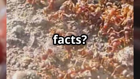 🐜⚔️ Army Ants – Nature’s Swarming Super Soldiers! 🔥🌿