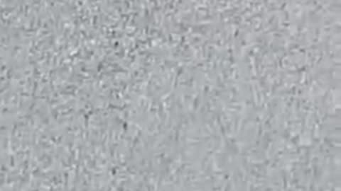 Bees Are Being Massacred by 5G Towers
