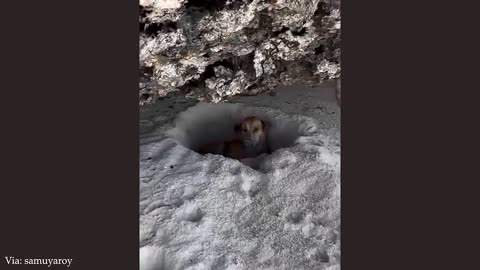 shocky dogs