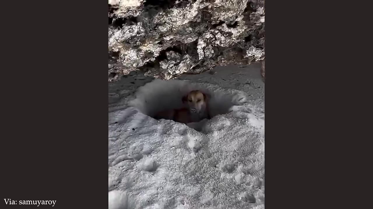 shocky dogs