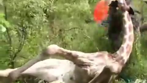 Rescue Animals