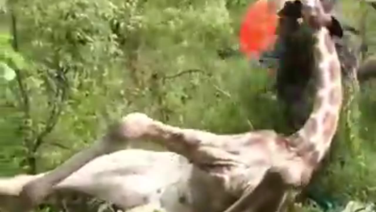 Rescue Animals