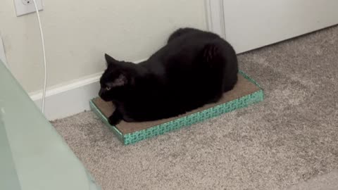 Cute Precious Piper Does Her One Paw Tuffet Loaf Pose - Adopting a Cat from a Shelter Vlog