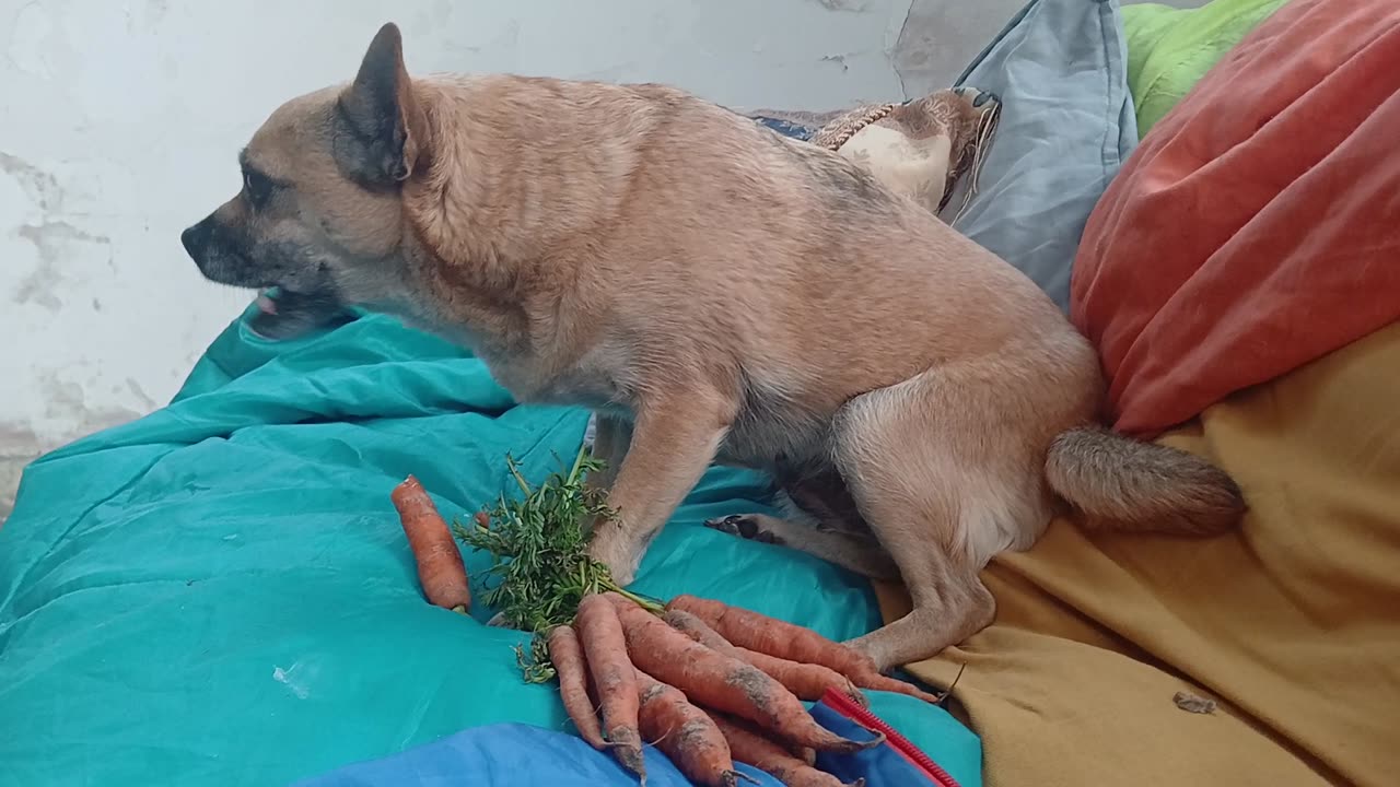 Carrots , dog
