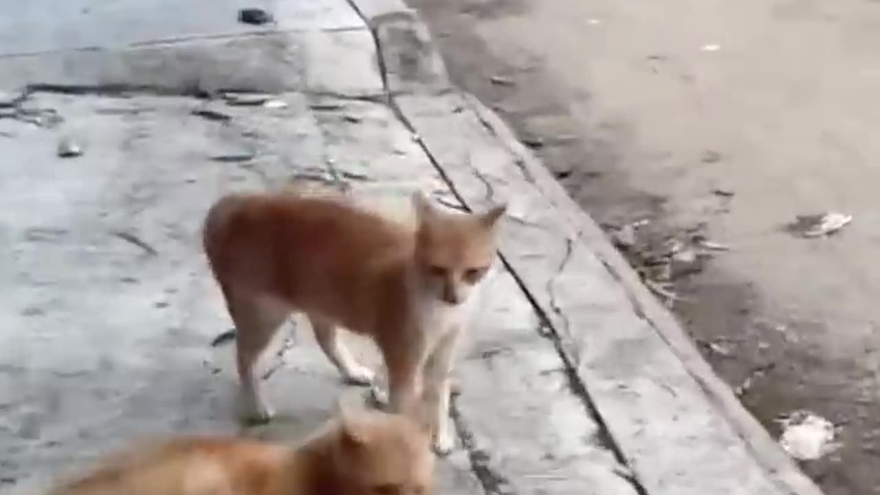 Playful pets#