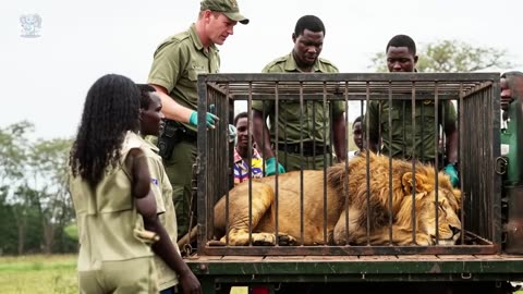 A lion drowned in a deep lake, tried to climb out but kept sliding down.
