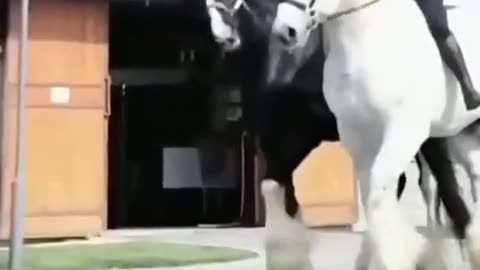 two couple horse riding with black and white horses