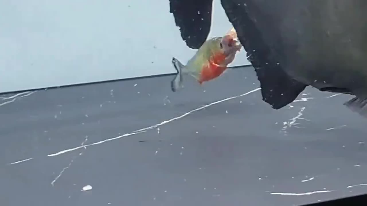 Unique world of fish 🐠🐟