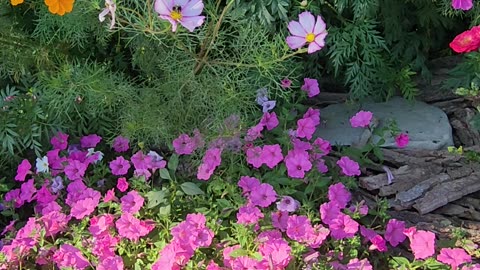 Wildflowers of the Wastelands part 1