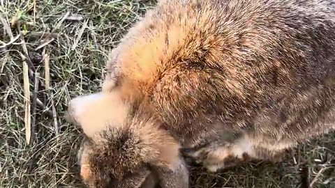 kaninunge på äventyr i trädgården