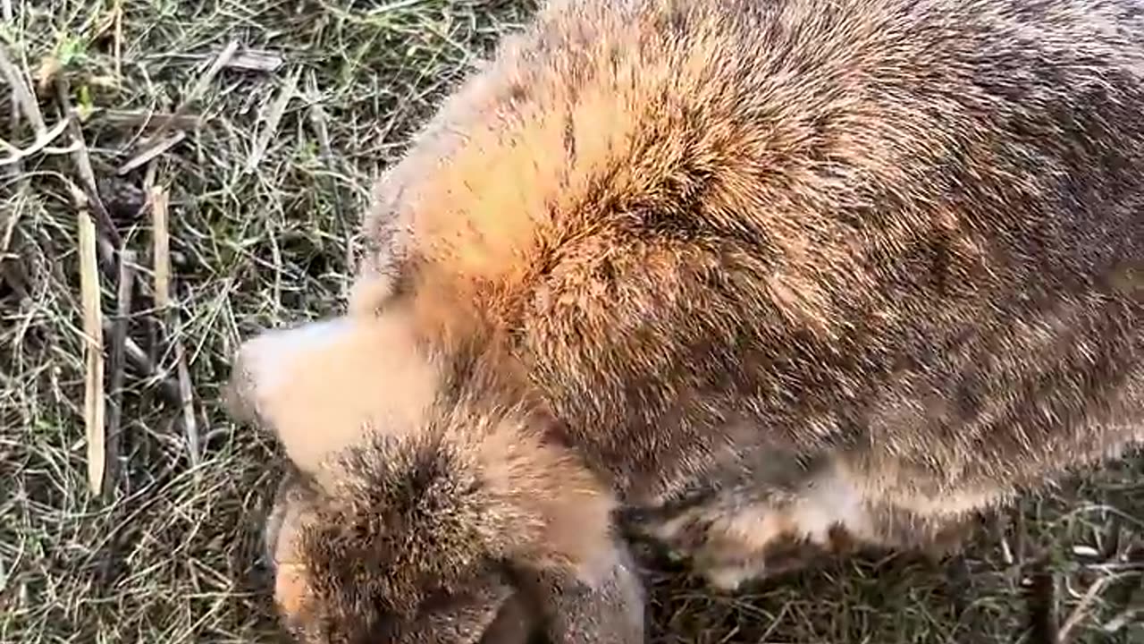 kaninunge på äventyr i trädgården