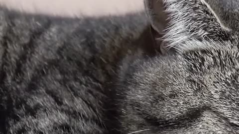 Exclusive Rumble Video – "Animal Quiz for Superfans!