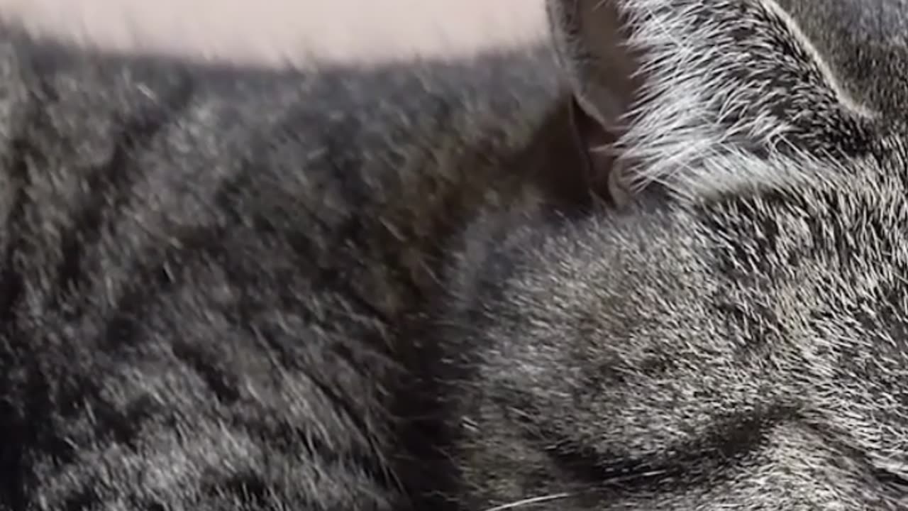 Exclusive Rumble Video – "Animal Quiz for Superfans!