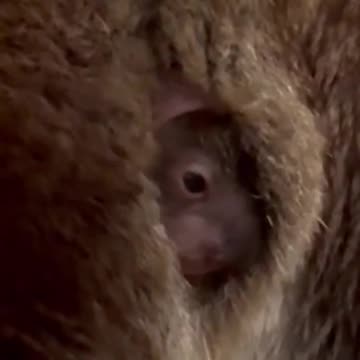 Adorable koala joey peeks out of mum’s pouch for the first time - news.com.au