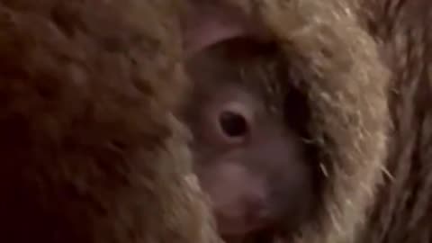 Adorable koala joey peeks out of mum’s pouch for the first time - news.com.au