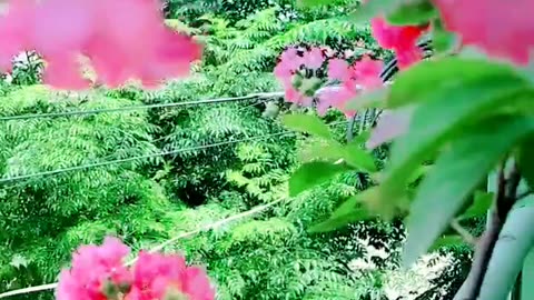 Nature vibes #nature#trending#shorts#viralshorts#naturevibes#viral